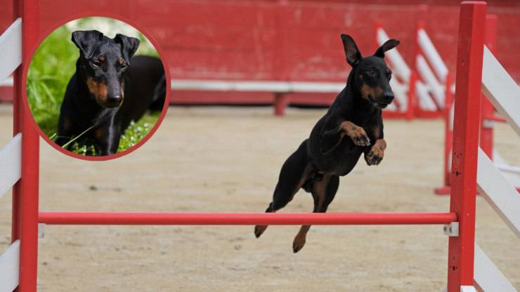 terrier de manchester