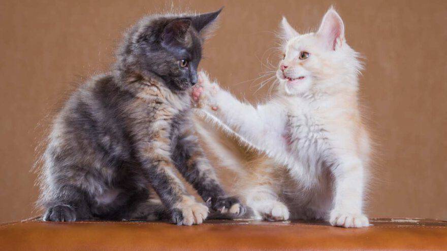 ¿Por qué los gatos se dan bofetadas?