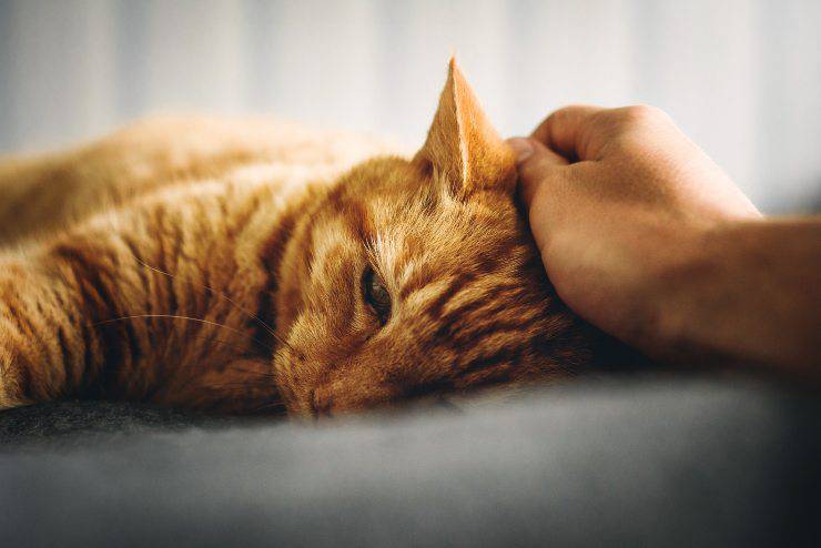 Osteosarcoma en el gato Osteosarcoma en el gato