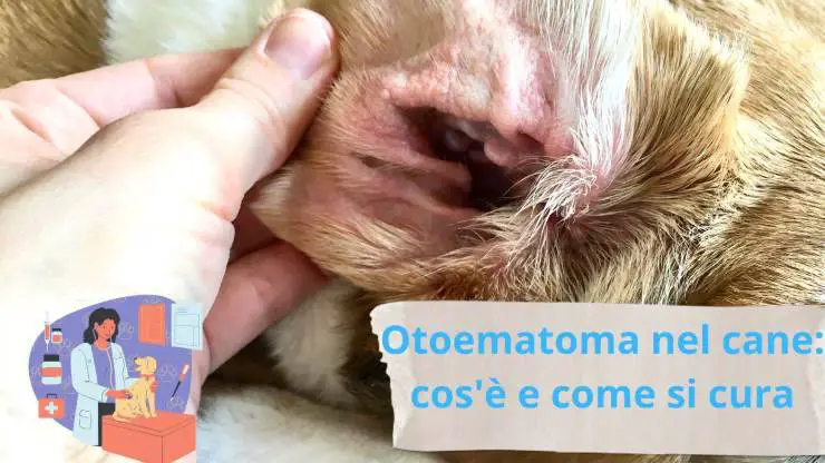 Problemas del oído del perro