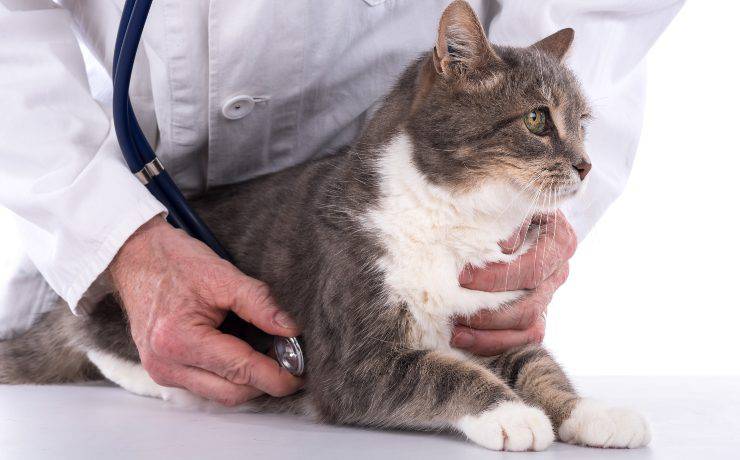 gato en el veterinario