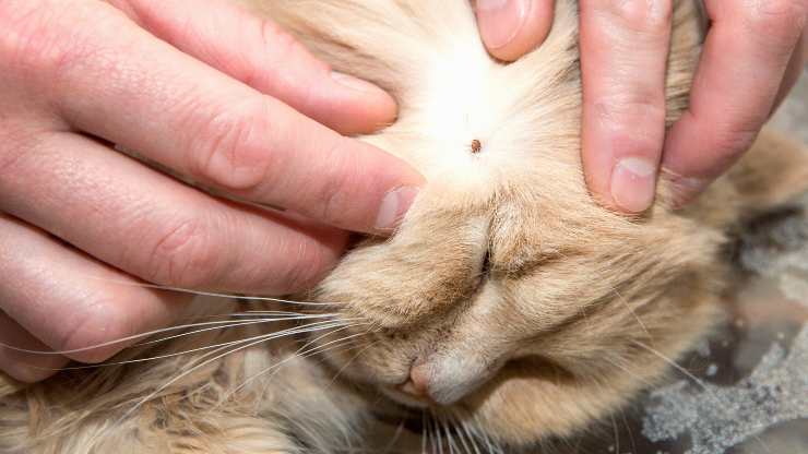 parálisis por picadura de garrapata en gatos