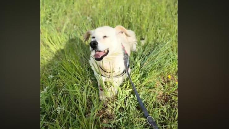 perro adoptado muere después de un mes