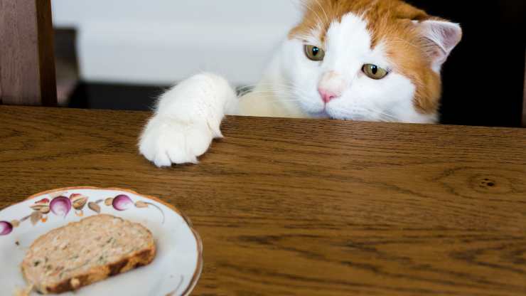 pastel de carne para gatos