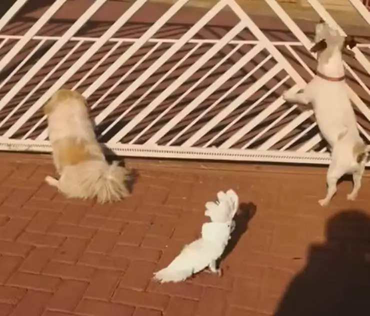 Cachorros de loro cacatúa cacahuete