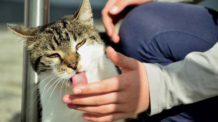 por que los gatos nos lamen