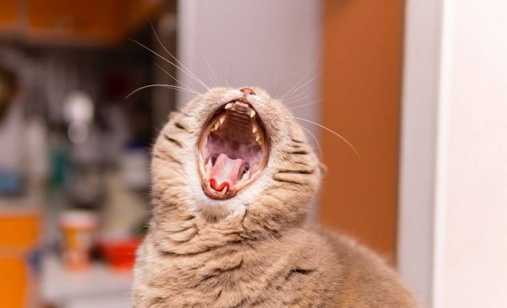 garganta de gato