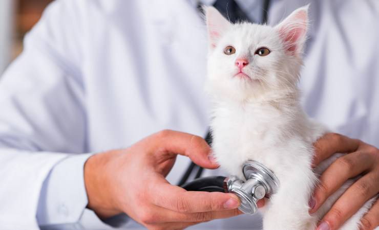 gato en el veterinario