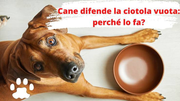 Perro protege su plato vacío de las amenazas