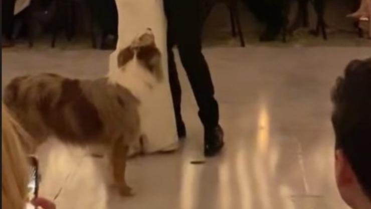 perro en la boda