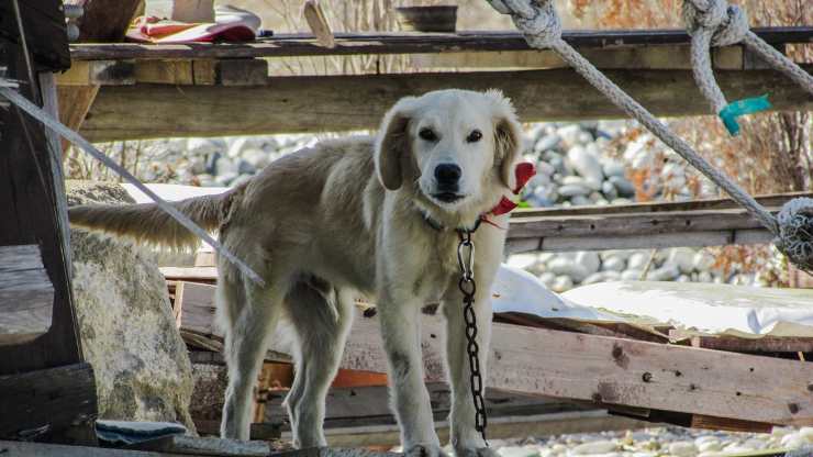 criador de perros caserta
