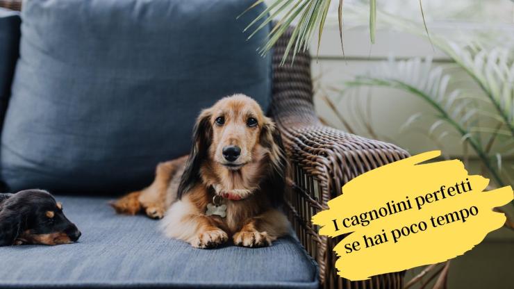 Perros para gente ocupada Perros para gente ocupada