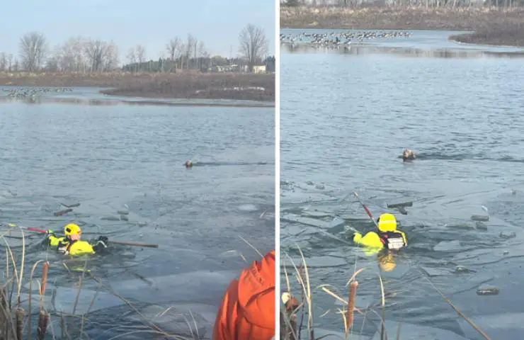 Rescatar perrita gansos aguas