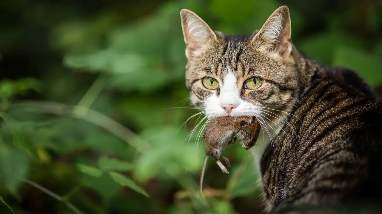 Ratón con gato en la boca Plaga en el gato