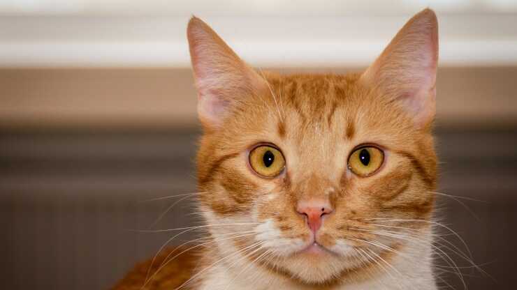 gato piebaldismo
