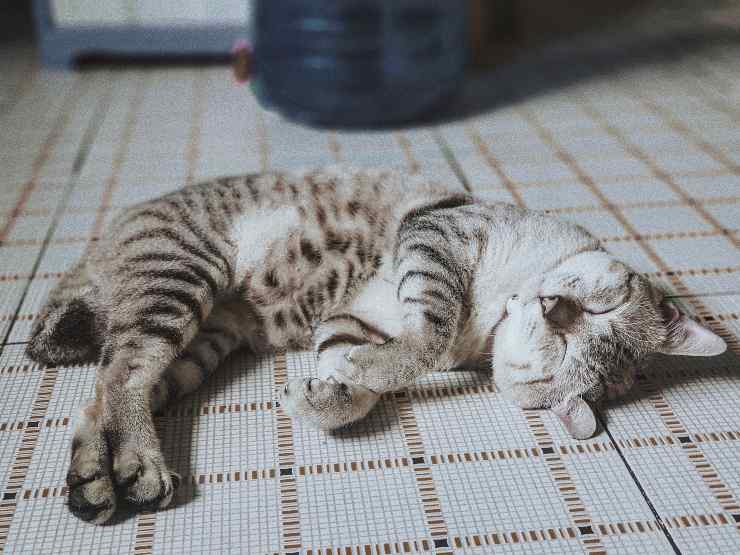 Pioderma en el gato Pioderma en el gato