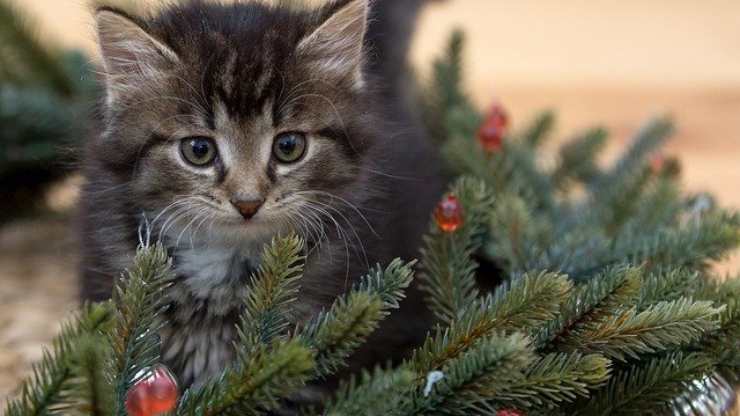 plantas navideñas tóxicas para gatos