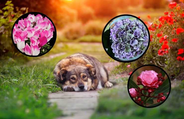 Plantas que lastiman a los perros