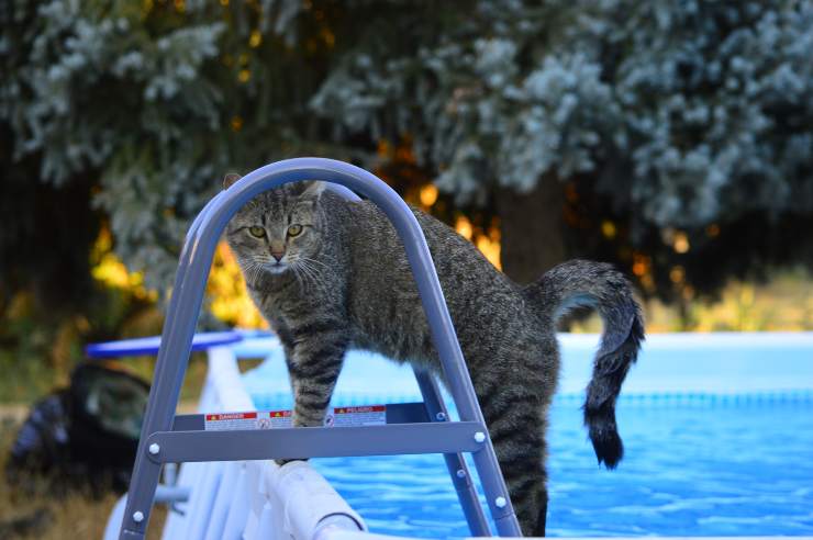 Porque a los gatos no les gusta mojarse Porque a los gatos no les gusta mojarse