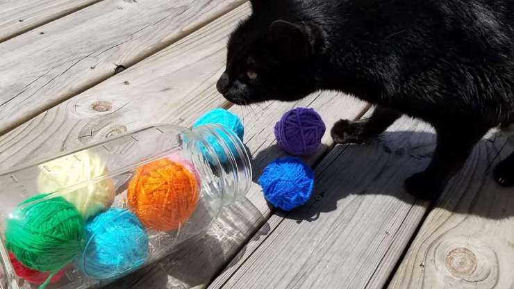 Porque al gato le gusta jugar con cuerdas y ovillos El gato juega con ovillos de hilo y cuerda.