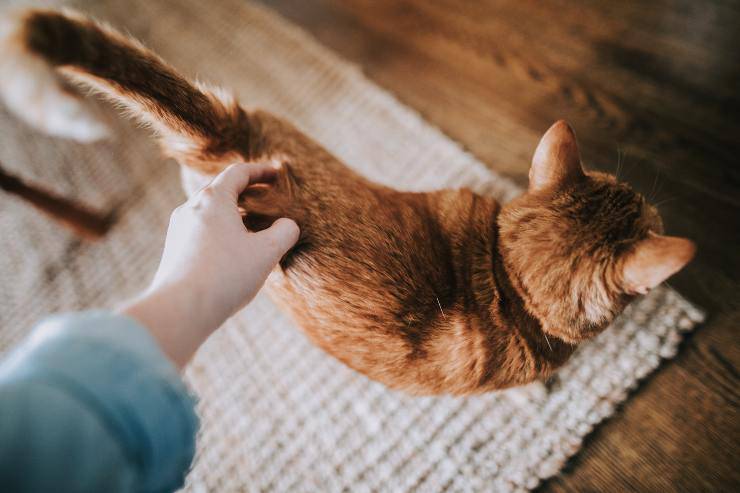 Porque al gato no le gusta la escoba Porque al gato no le gusta la escoba