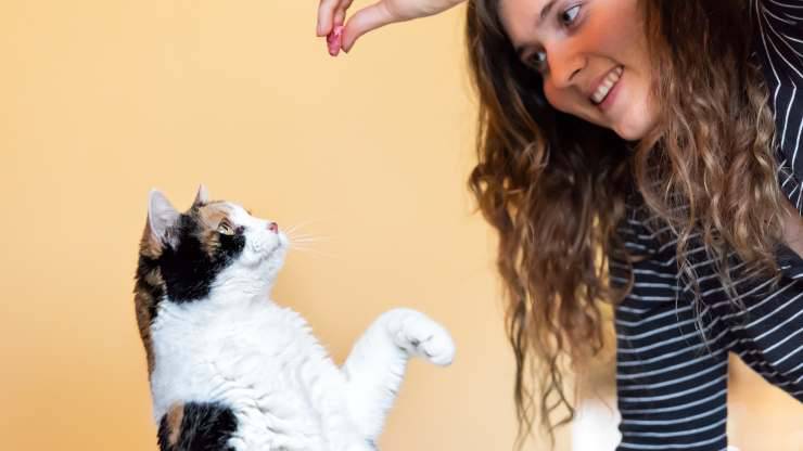 ¿Por qué deberías entrenar a tu gato?