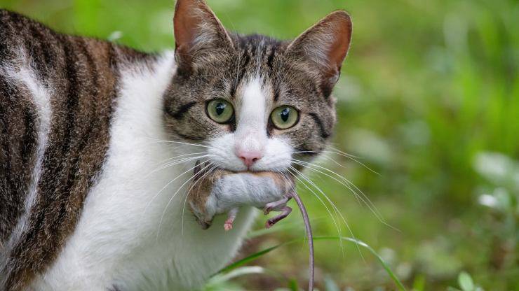 las razones detrás del comportamiento de un gato que lleva el ratón Porque el gato lleva al ratón.