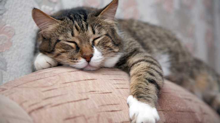 ¿Por qué el gato maúlla mientras duerme?