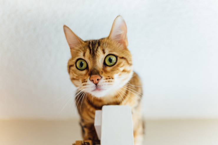 ¿Por qué el gato sube al armario? ¿Por qué el gato sube al armario?