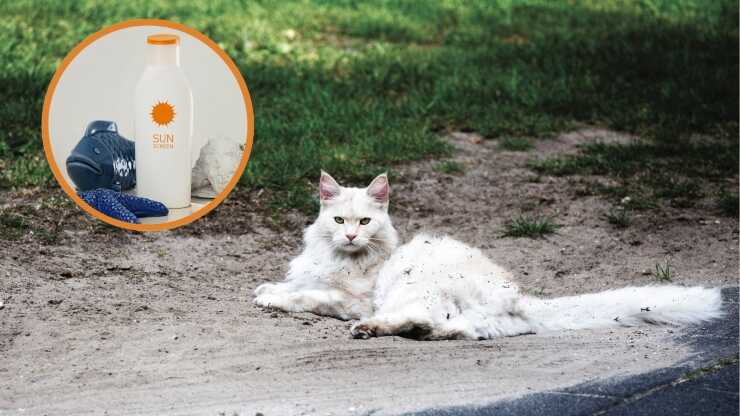 Protector solar para gatos