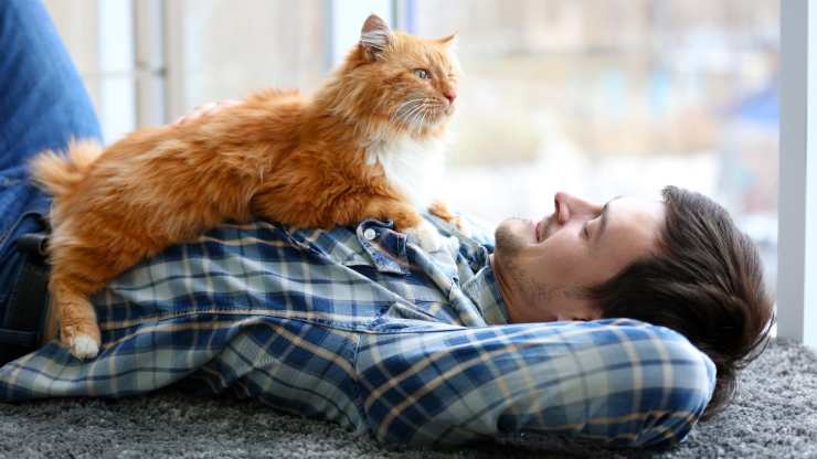 que hacer con el gato todos los dias