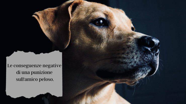 Qué le pasa a tu perro cuando lo castigas Qué le pasa a tu perro cuando lo castigas