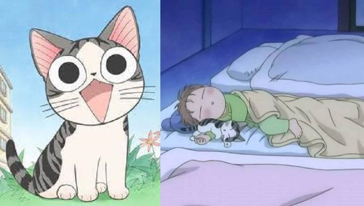 Chi gato Hogar dulce hogar