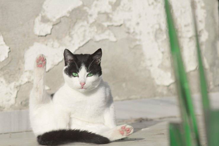 Las razas de gatos más hiperactivas Las razas de gatos más hiperactivas