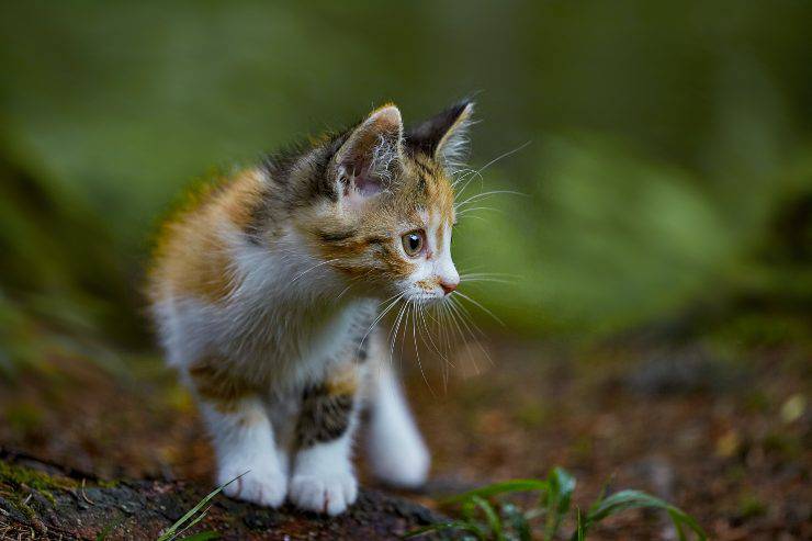 Razas de gatos más sensibles Razas de gatos más sensibles
