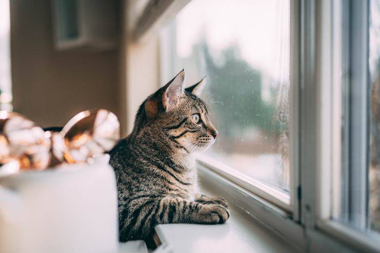 Razas de gatos para dueños sedentarios Razas de gatos para dueños sedentarios