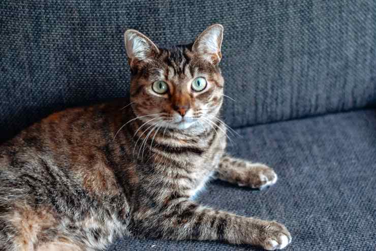 Razas de gatos poco curiosas Razas de gatos poco curiosas