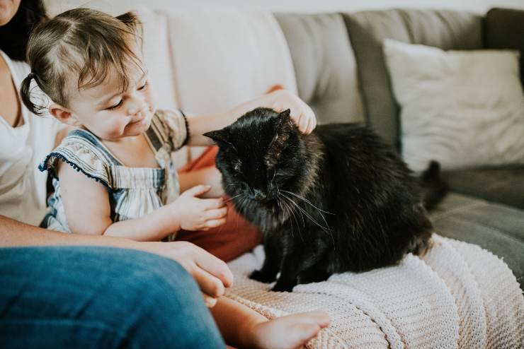 Razas de gatos que adoran a la familia Razas de gatos que adoran a la familia