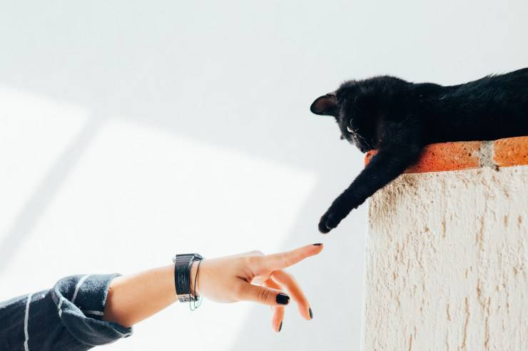 Razas de gatos que eligen a su dueño Razas de gatos que eligen a su dueño