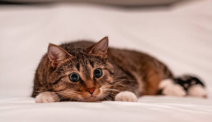 Razas de gatos que no arañan Razas de gatos que no arañan