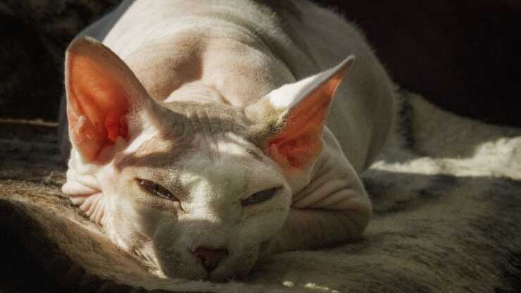 Las razas de gatos no sufren de calor.