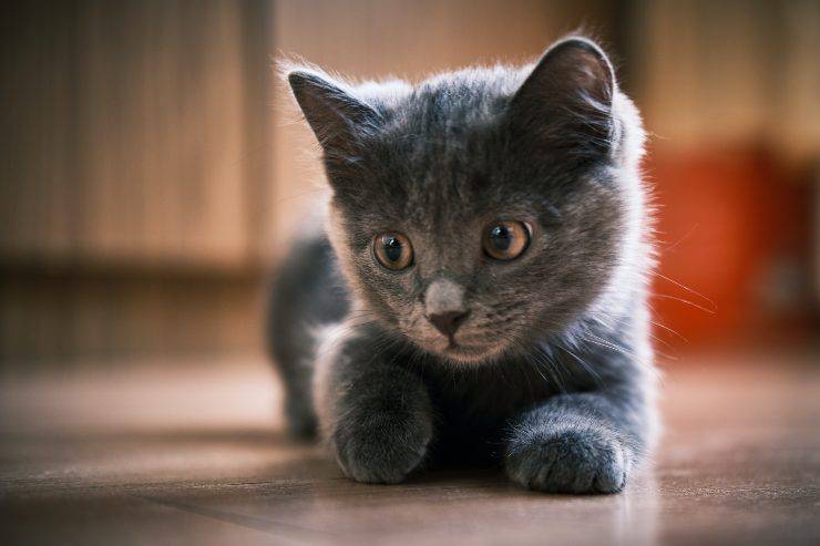 Razas de gatos que odian el ruido Razas de gatos que odian el ruido