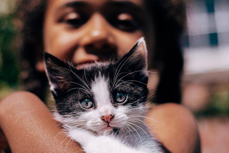 Razas de gatos que se apegan a extraños Razas de gatos que se apegan a extraños