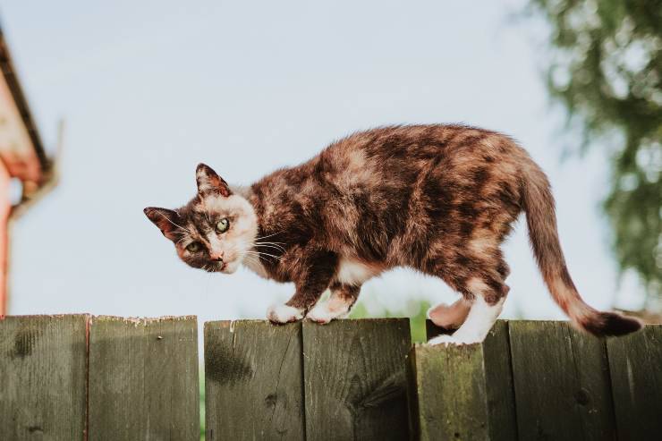 Razas de gatos que tienden a mantenerse en forma Razas de gatos que tienden a mantenerse en forma