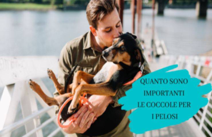 Razas de perros cariñosos Furry cariñoso con el amo