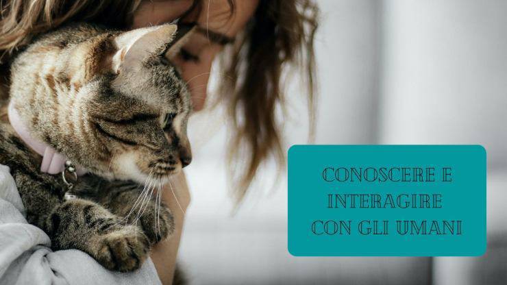 Las razas de gatos sienten curiosidad por los humanos. Las razas de gatos sienten curiosidad por los humanos.