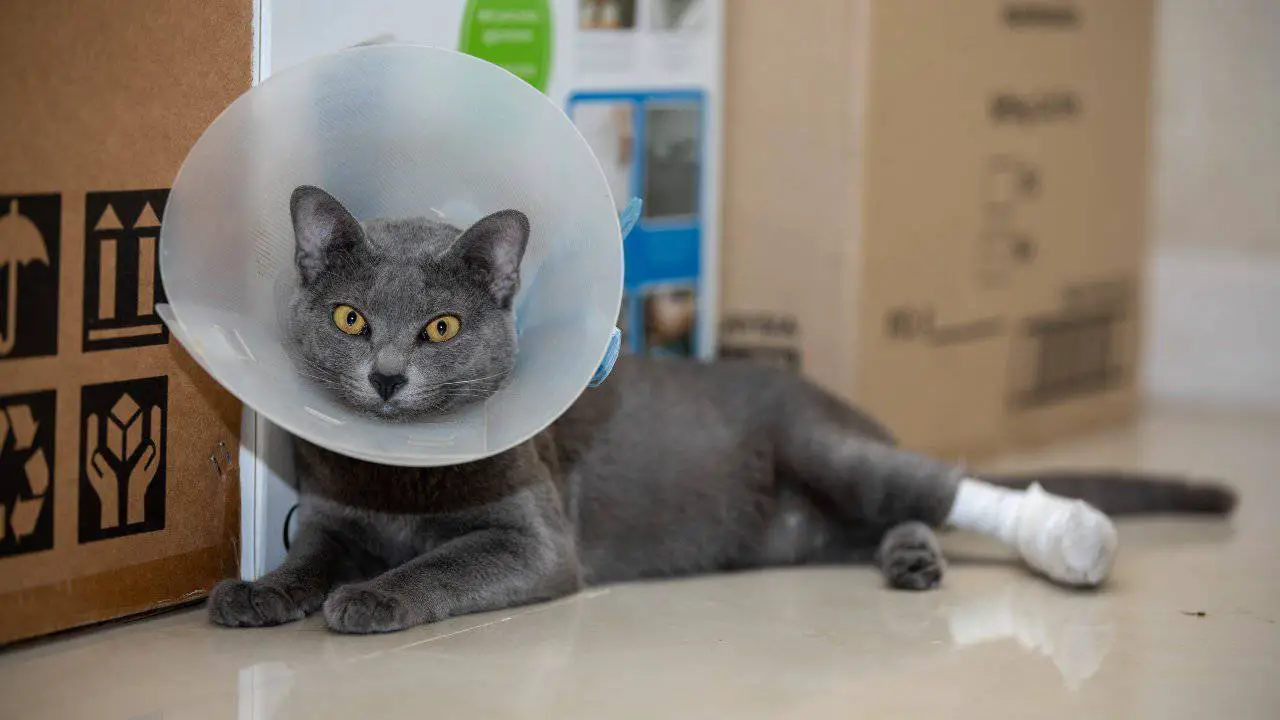 Gato con collar isabelino y pata de escayola recuperación de gatos