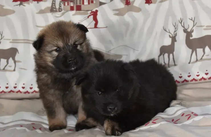 regalar cachorro navidad criminales