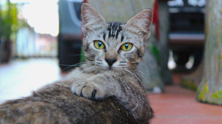 Cuáles son los alimentos tónicos para el gato Restaurador para el gato anciano