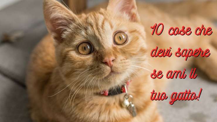 cosas que debes saber si amas a los gatos